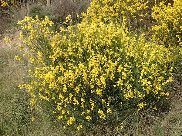 Spartium junceum \ Pfriemen-Ginster, Samos Spatharei 17.4.2017