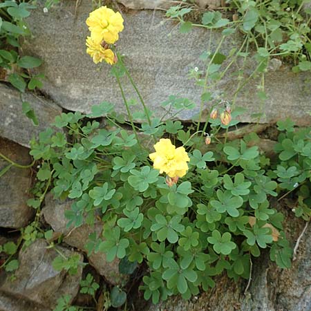 Oxalis pes-caprae \ Nickender Sauerklee / Bermuda Buttercup, Samos Agios Konstantinos 14.4.2017