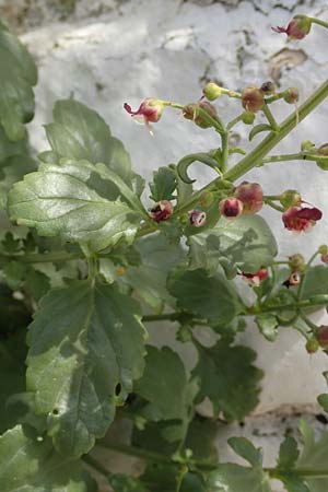 Scrophularia heterophylla / Cut-Leaved Figwort, Samos Pythagorio 13.4.2017