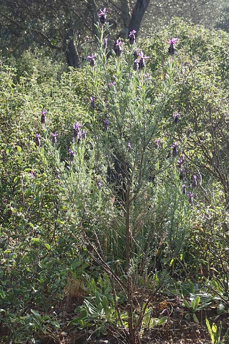 Lavandula stoechas \ Schopf-Lavendel / French Lavender, Samos Kamara 16.4.2017