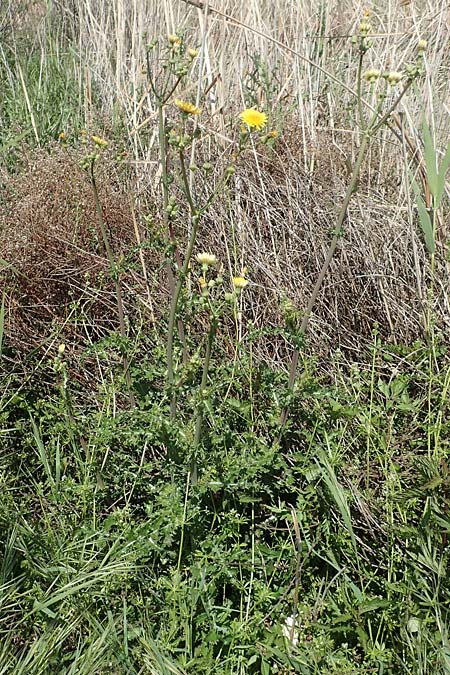 Sonchus asper \ Raue Gnsedistel, Samos Mykali 19.4.2017