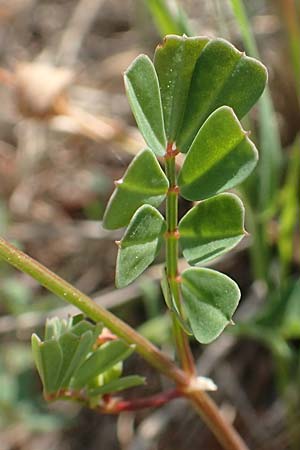 Securigera parviflora \ Kleinbltige Beilwicke, Samos Psili Ammos 16.4.2017