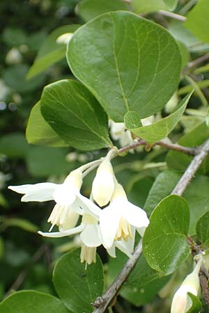 Styrax officinalis \ Echter Styraxbaum, Samos Kokkari 12.4.2017