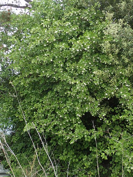 Styrax officinalis \ Echter Styraxbaum, Samos Kokkari 12.4.2017