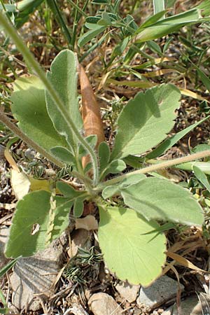 Lomelosia brachiata \ Palstina-Skabiose, Samos Spatharei 17.4.2017