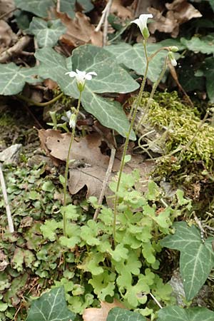 Saxifraga carpetana subsp. graeca \ Carpetana-Steinbrech / Carpetana Saxifrage, Samos Mt. Ambelos 12.4.2017