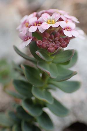 Aethionema saxatile subsp. creticum \ Kretisches Steintschel / Cretan Candytuft, Samos Lazaros in Mt. Ambelos 12.4.2017