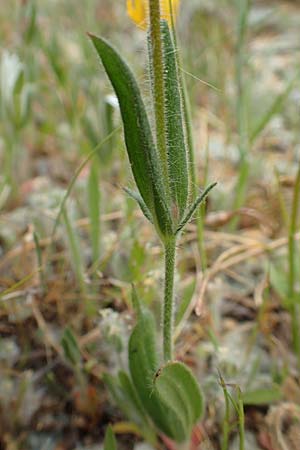 Tuberaria guttata \ Geflecktes Sandrschen / Spotted Rock-Rose, Samos Kokkari 12.4.2017