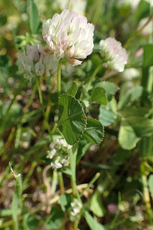 Trifolium nigrescens \ Schwarzwerdender Klee / Small White Clover, Ball Clover, Samos Pythagorio 13.4.2017