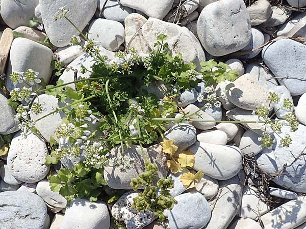 Tordylium apulum / Mediterranean Hartwort, Samos Mykali 19.4.2017