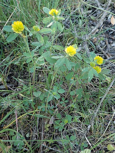 Trifolium boissieri \ Boissiers Klee / Boissier's Clover, Samos Kamara 16.4.2017