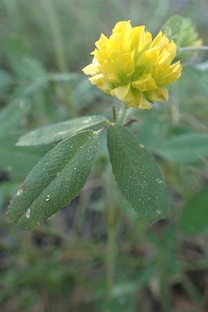 Trifolium boissieri \ Boissiers Klee, Samos Kamara 16.4.2017