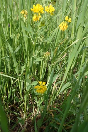 Trigonella balansae / Balansa's Fenugreek, Samos Chora 10.4.2017