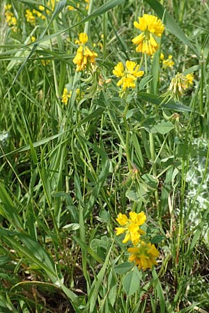 Trigonella balansae \ Balansas Bockshornklee / Balansa's Fenugreek, Samos Chora 10.4.2017