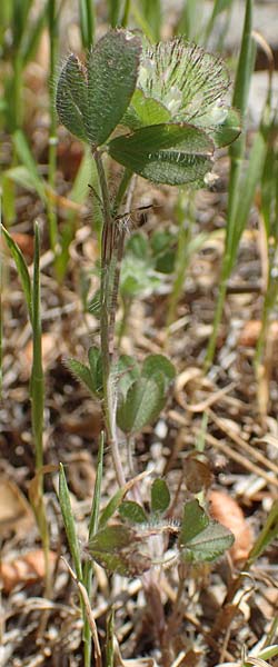 Trifolium lappaceum \ Kletten-Klee / Bur Clover, Burdock Clover, Samos Mourtia - Strand/Beach 11.4.2017