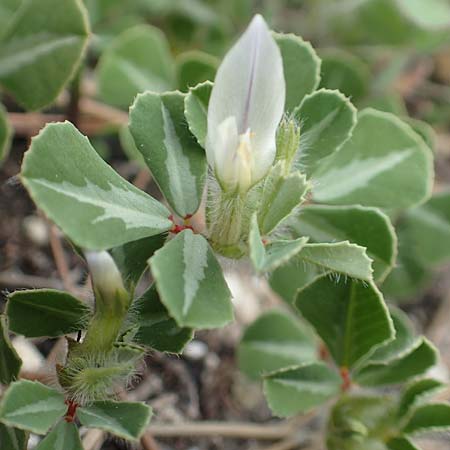 Trifolium uniflorum / One-Flowered Clover, Samos Mytilini 10.4.2017