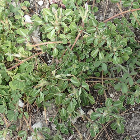 Trifolium uniflorum \ Einblütiger Klee, Samos Mytilini 10.4.2017