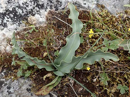 Tulipa undulatifolia \ Gewelltblttrige Tulpe, Samos Lazaros in Mt. Ambelos 12.4.2017