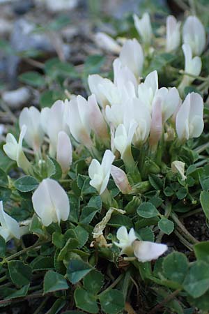 Trifolium uniflorum / One-Flowered Clover, Samos Potami 15.4.2017