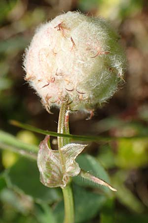 Trifolium tomentosum \ Filziger Klee / Wooly Clover, Samos Pythagorio 13.4.2017