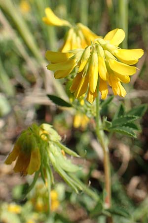 Trigonella balansae \ Balansas Bockshornklee, Samos Psili Ammos 16.4.2017