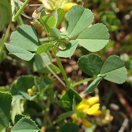 Trigonella balansae / Balansa's Fenugreek, Samos Psili Ammos 16.4.2017