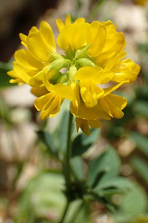 Trigonella balansae \ Balansas Bockshornklee / Balansa's Fenugreek, Samos Pythagorio 13.4.2017