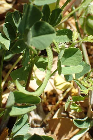 Trigonella balansae \ Balansas Bockshornklee, Samos Pythagorio 13.4.2017