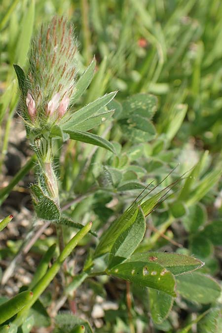 Trifolium infamia-ponertii \ Bewimperter Schmalblatt-Klee / Intermediate Clover, Samos Psili Ammos 16.4.2017