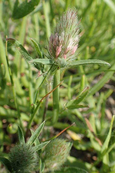 Trifolium infamia-ponertii \ Bewimperter Schmalblatt-Klee / Intermediate Clover, Samos Psili Ammos 16.4.2017