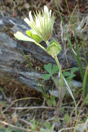 Trifolium stellatum / Starry Clover, Samos Stavrinides 14.4.2017