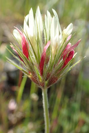 Trifolium stellatum \ Stern-Klee / Starry Clover, Samos Stavrinides 14.4.2017