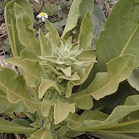 Verbascum glomeratum \ Knuel-Knigskerze, Samos Mt. Ambelos 12.4.2017