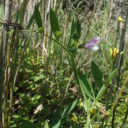 Vicia bithynica \ Bithynische Wicke / Bithynian Vetch, Samos Mykali 19.4.2017