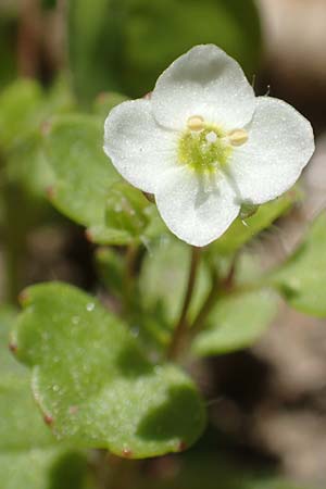 Veronica cymbalaria \ Zymbelkraut-Ehrenpreis / Cymbalaria-Leaved Speedwell, Samos Moni Zoni 11.4.2017