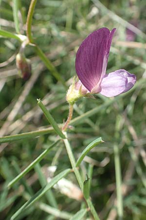 Vicia peregrina \ Fremde Wicke, Samos Psili Ammos 11.4.2017