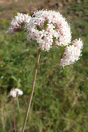 Valeriana dioscoridis \ Dioskorides-Baldrian, Samos Paleokastro 11.4.2017