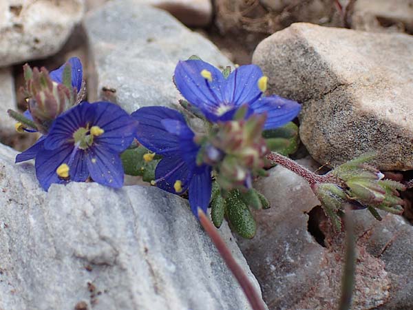 Veronica grisebachii \ Grisebachs Ehrenpreis / Grisebach's Speedwell, Samos Lazaros in Mt. Ambelos 12.4.2017