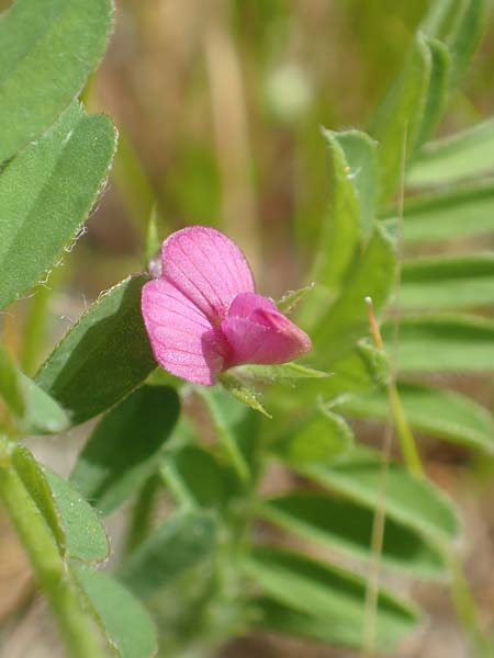 Onobrychis crista-galli \ Hahnenkamm-Esparsette / Cock's-Comb Sainfoin, Samos Pythagorio 13.4.2017