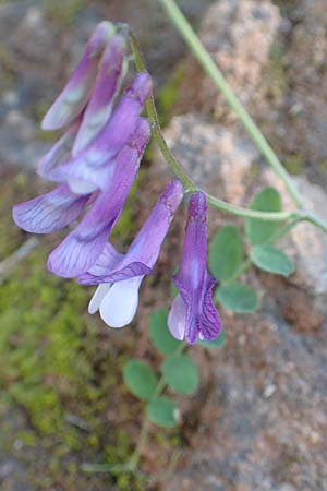 Vicia villosa subsp. microphylla ? \ Kleinblttige Wicke / Small-Leaved Fodder Vetch, Samos Potami 15.4.2017