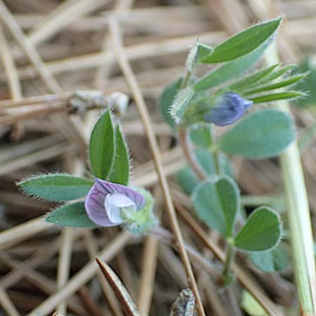 Vicia cuspidata \ Spitzblttrige Wicke / Cusped Vetch, Samos Kallithea 18.4.2017