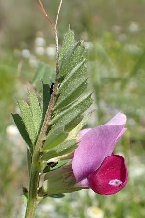 Vicia sativa var. sativa \ Saat-Wicke, Echte Futter-Wicke / Common Vetch, Samos Paleokastro 11.4.2017