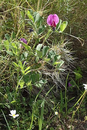 Vicia sativa var. sativa / Common Vetch, Samos Paleokastro 11.4.2017