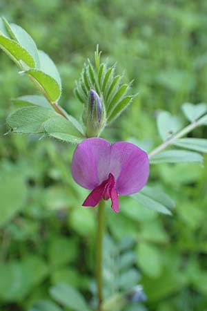 Vicia sativa var. sativa / Common Vetch, Samos Ambelos 14.4.2017