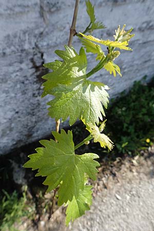 Vitis vinifera \ Weinrebe / Grape Vine, Samos Ambelos 14.4.2017