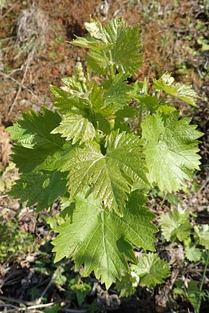 Vitis vinifera \ Weinrebe / Grape Vine, Samos Ambelos 14.4.2017