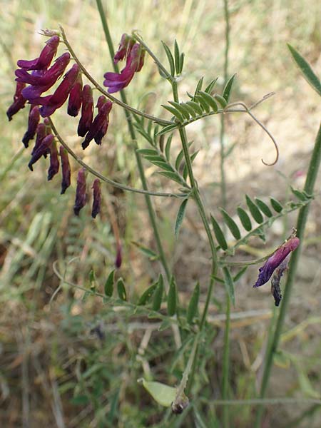 Vicia villosa subsp. varia \ Bunte Wicke, Kahle Sand-Wicke / Fodder Vetch, Samos Spatharei 17.4.2017