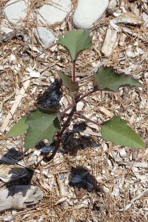 Xanthium italicum \ Italienische Spitzklette / Italian Cocklebur, Samos Mykali 19.4.2017