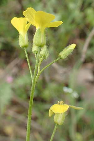 Rapistrum rugosum \ Runzliger Rapsdotter / Bastard Cabbage, Samos Mt. Ambelos 12.4.2017