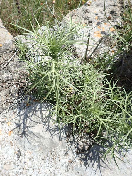 Notobasis syriaca ? \ Syrische Kratzdistel / Syrian Thistle, Samos Pythagorio 13.4.2017